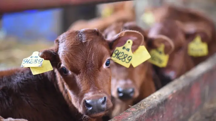 В Новосибирской области изымают скот из-за вспышек бешенства и пастереллёза