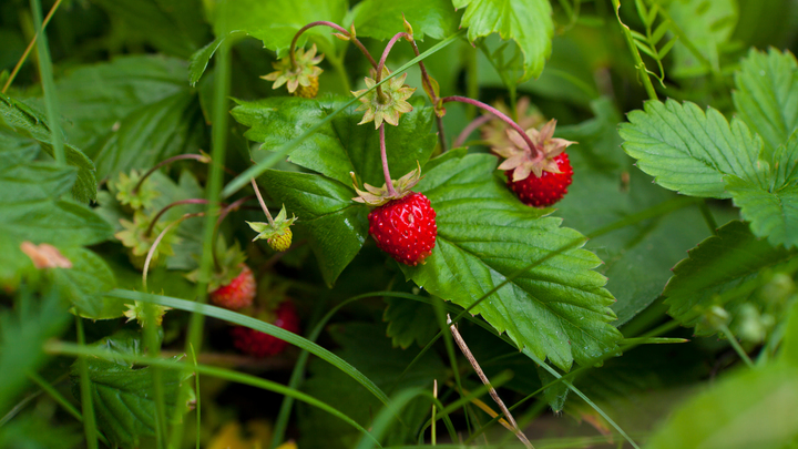 Налог на сбор ягод и грибов в лесах России: что известно