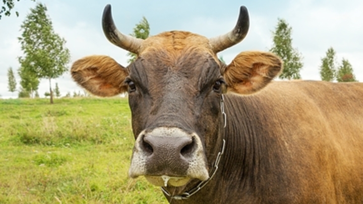 Эксперт: Производители молока в России переходят на дешёвые заменители