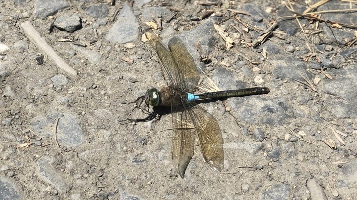 Дончане делятся в социальных сетях видео нашествия стрекоз