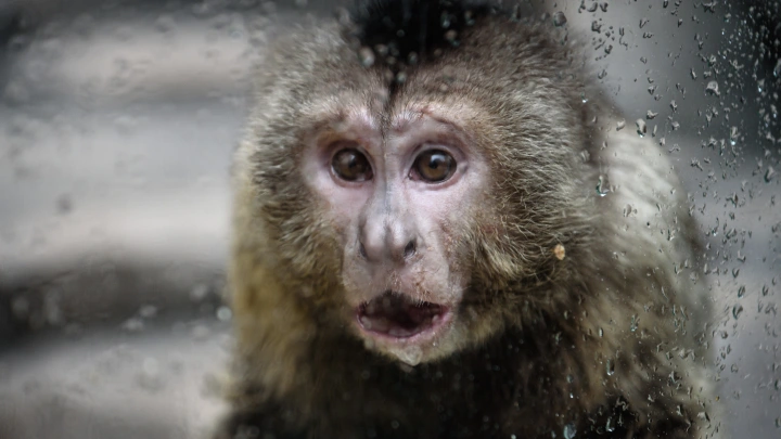 Примат упал на провода: Популярный южный курорт остался без света