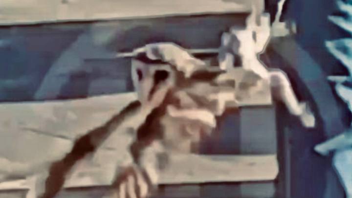 Маргарита Симоньян негодует: в Сочи фотографу-живодеру вернут сову