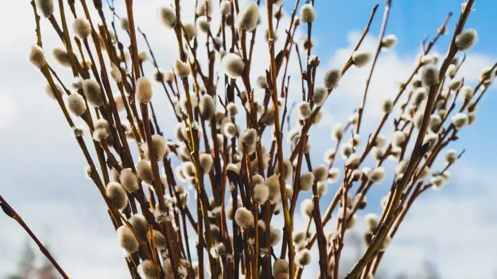 Вербное воскресенье-2026: дата, почему так называется, что делать нельзя с вербой