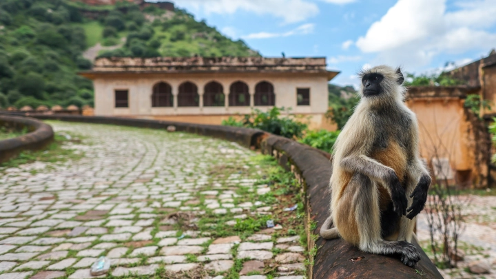 Женщина расстреляла сбежавшую из лаборатории обезьяну