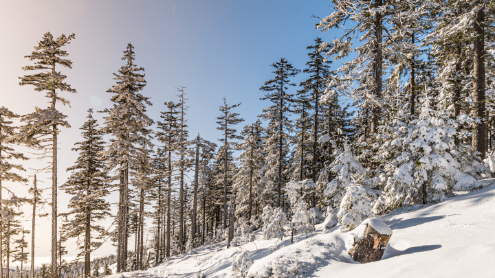 В красноярской тайге найдены замерзшие тела