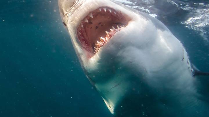 В сети распространяют фото белой акулы, снятое якобы на одном из пляжей Анапы, это фейк