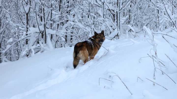 Тысячи бездомных животных просто усыпят. И это происходит в России