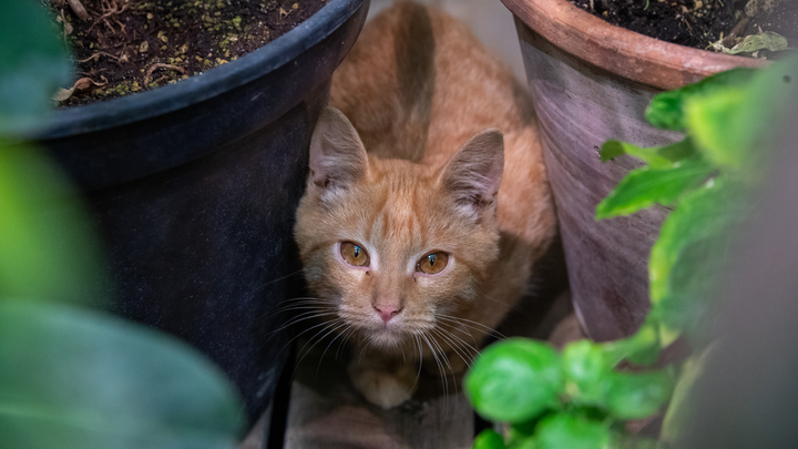 Антисептик в горшке: Какие растения очистят квартиру от вирусов