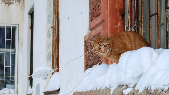 Кот билет не предъявлял: История с выкинутым из поезда питомцем получила внезапный поворот