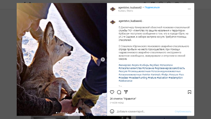 В Кузбассе спасатели вызволили застрявшую в заборе косулю