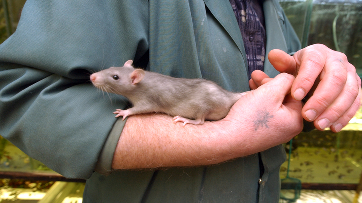 Эксперимент с тюрьмой в лаборатории изумил учёных
