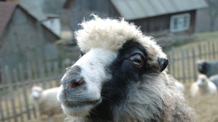 В Ивановской области у овец нашли оспу, а у свиней — чуму