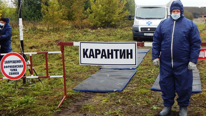 В Ивановской области введен карантин по оспе овец и чуме свиней