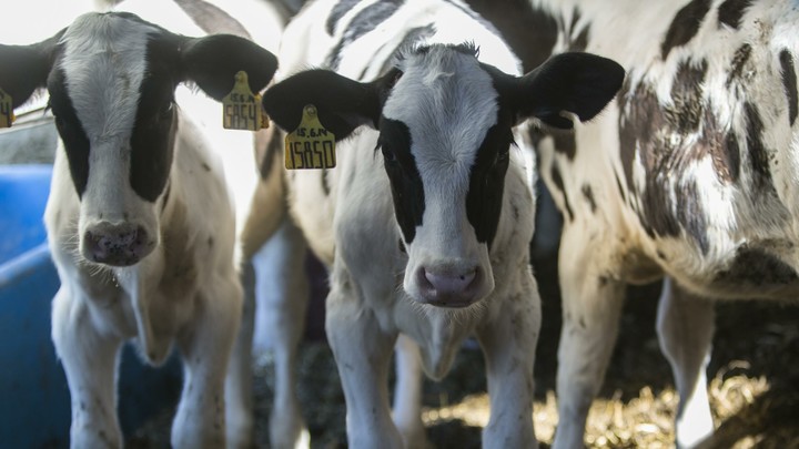 В Ивановской области осуждены нижегородцы, которые украли с фермы 9 бычков