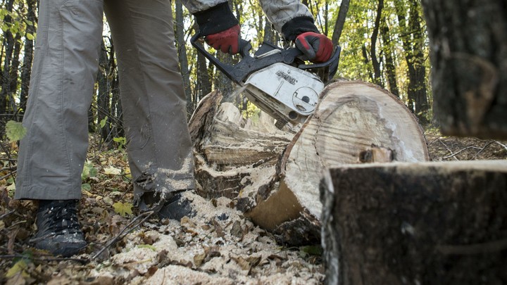 В Ивановской области за незаконную рубку леса осудили сотрудника лесничества