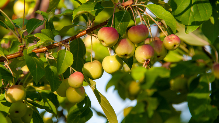 Русские учёные описали способ эффективной борьбы с сорняками в саду