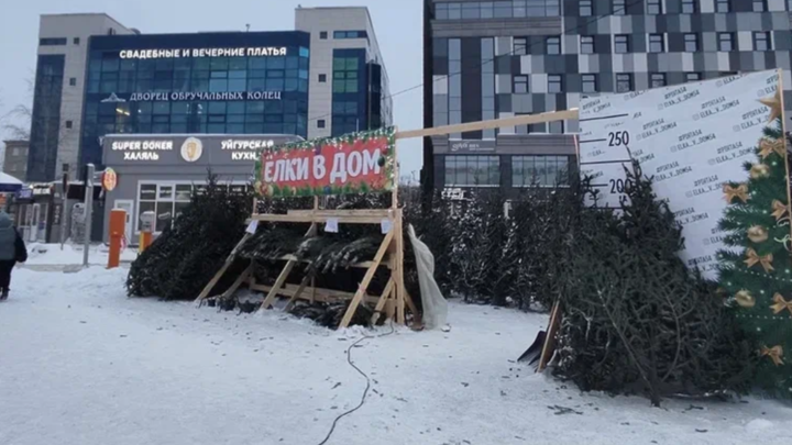 Стоимость новогодних ёлок в Новосибирске достигла 20 тысяч рублей