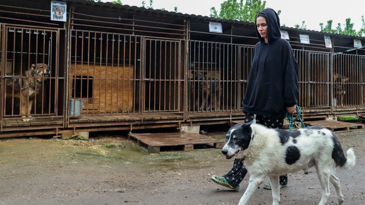 В муниципальные приюты Перми с начала года поступило 586 собак