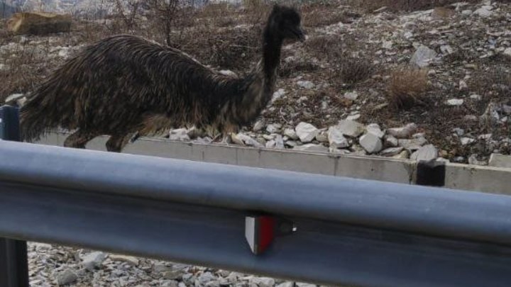 В Новороссийске спасатели 2 часа ловили в горах раненного страуса