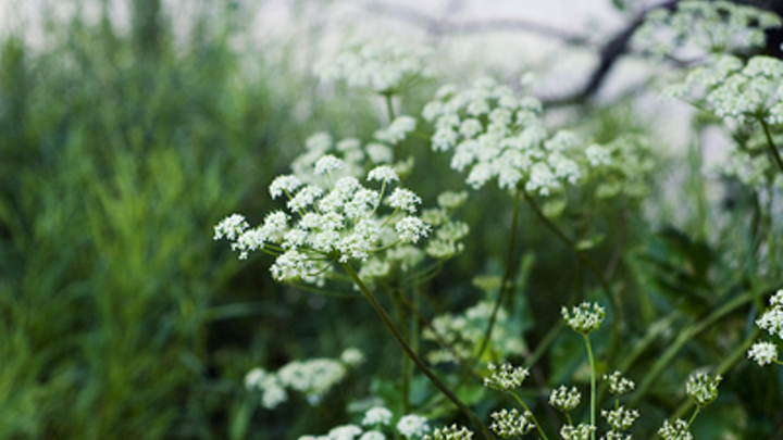Власти ответили жителям Свердловской области, напуганным обилием опасного борщевика