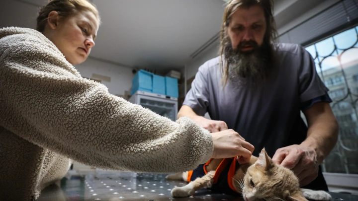 Поздравления на Международный день ветеринарного врача: стихи и проза