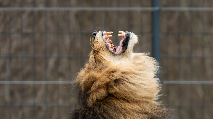 Почему лев напал на хозяина парка: Стала известна полная картина инцидента в Тайгане