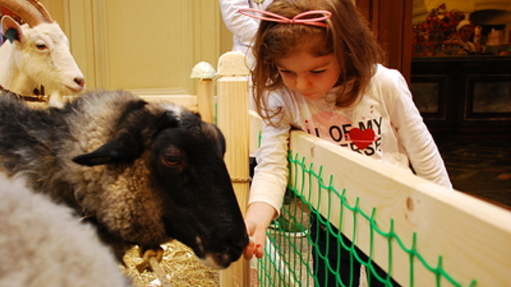 Детский театр зоолога в Херсоне станет филиалом Московского зоопарка