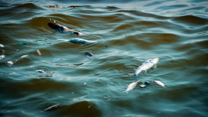 Запах гнили и мёртвая рыба. Чёрная вода подступает к Киеву
