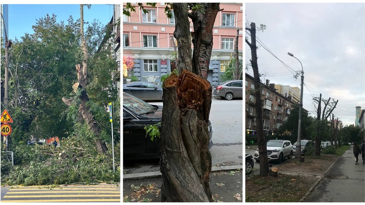 Смотреть страшно!: Новосибирцы пожаловались на качество обрезки деревьев в центре города
