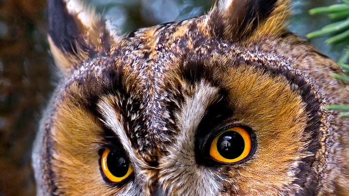 Михаил Скипский в Что? Где? Когда? спровоцировал скандал: По закону или по понятиям?