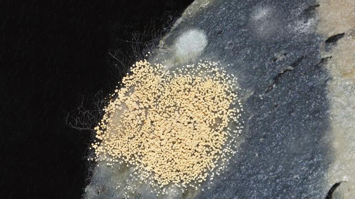 Споры невидимы: В Америку из пустыни пришёл гриб-убийца