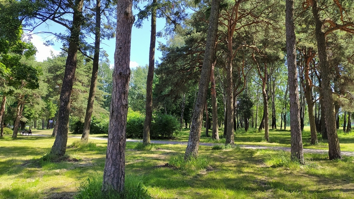 В Свердловской области обнаружили вредителей, способных уничтожить леса