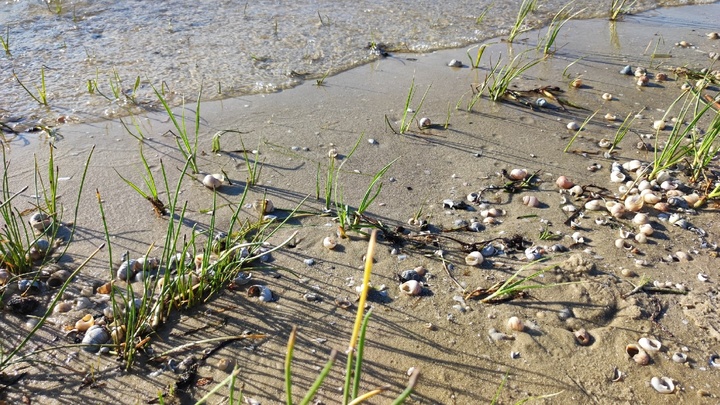 Погода в Ростове-на-Дону 22 июня 2022: прогноз синоптиков