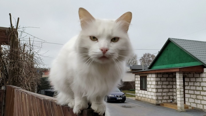 Кошка потерялась на Гребнёвских песках в Нижнем Новгороде: волонтёры отправились на поиски