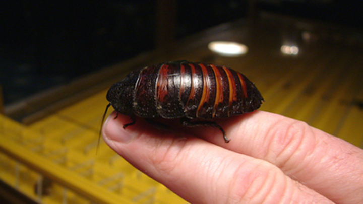 Учёные Японии научились управлять тараканом дистанционно