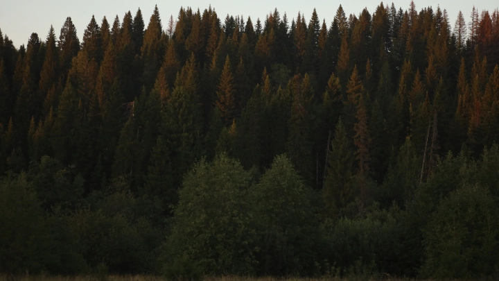 Раскрыто, кому Усольцевы отправили последнее сообщение, и что в нём было