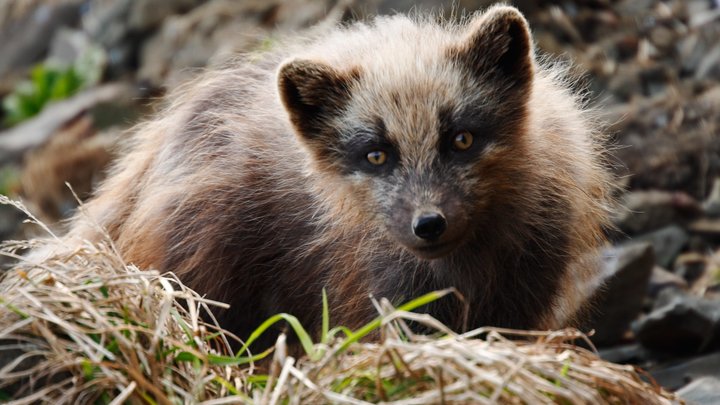 Самое страшное животное для русских вызвало недоумение американца: Их боитесь?
