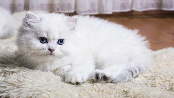 Кот взял в плен бойца: Трогательные кадры из-под Киева попали на видео