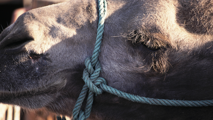 В Сочи прокуратура установила владельца концлагеря для истощённых верблюдов