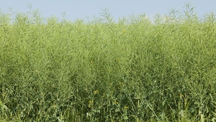 В Запорожской области сотрудники МВД уничтожат поле конопли