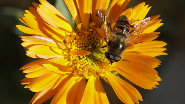 Неправильные пчёлы? Жители Башкирии устроили медовый бунт