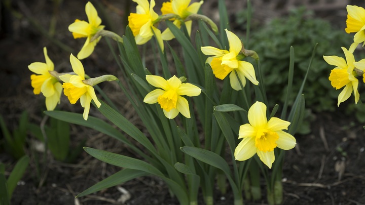 Погода шепчет: новая рабочая неделя принесет Самаре 20-градусное тепло