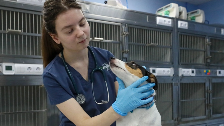 Владельцам кошек и собак дали полгода на регистрацию питомцев