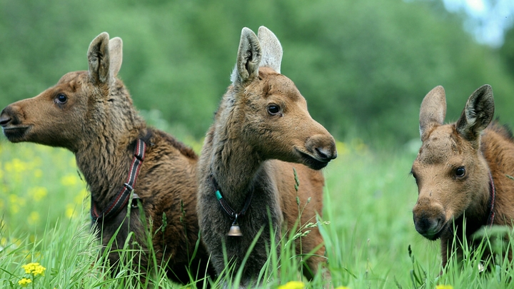 Что делать водителю, если на дорогу выбежало дикое животное