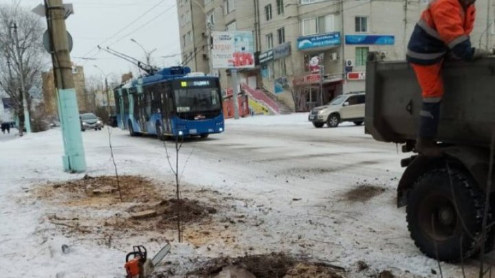Более 60 аварийных деревьев убрано на улице Бутина в Чите
