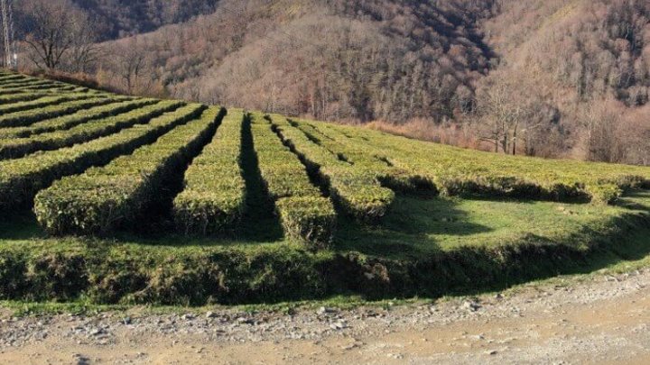 Никому не нужно? В Сочи больше половины чайных плантаций заросли сорняками