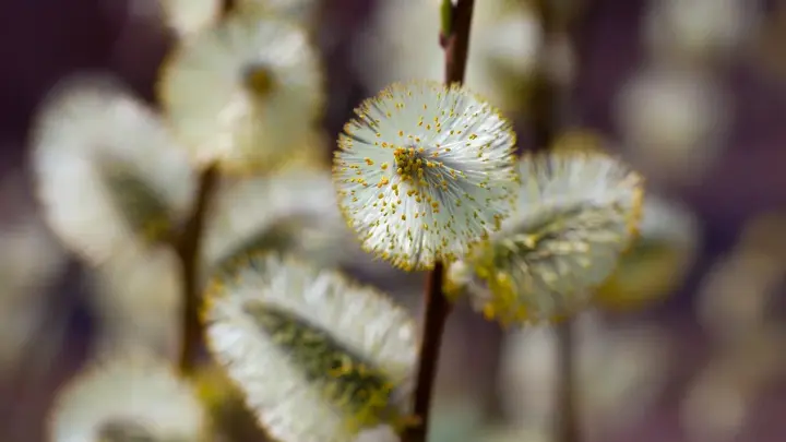 Почему 21 марта — лучший день для генеральной уборки: Народные приметы на Весенний солнцеворот
