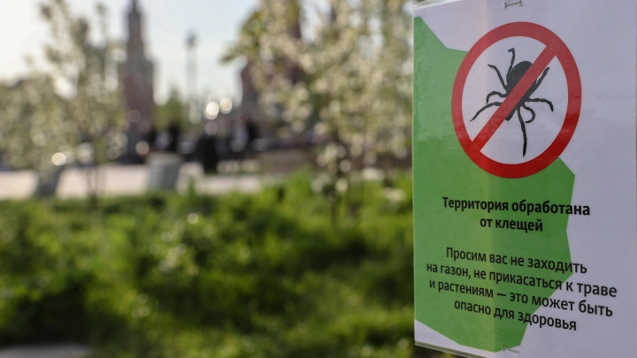 В Подмосковье после укусов клещей 23 человека заразились болезнью Лайма