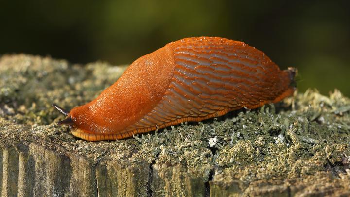 В Ивановскую область с запада завезли бисексуальных слизней-убийц