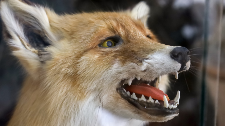 Внезапно испугалась воды: В Волгограде девушка умерла после укуса лисы